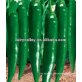 First 709-High Quality High Yield Bulk Chili Pepper Seeds For Sale Both Red and Green